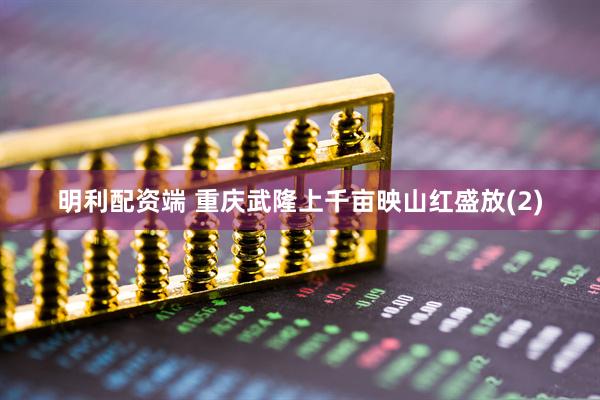 明利配资端 重庆武隆上千亩映山红盛放(2)